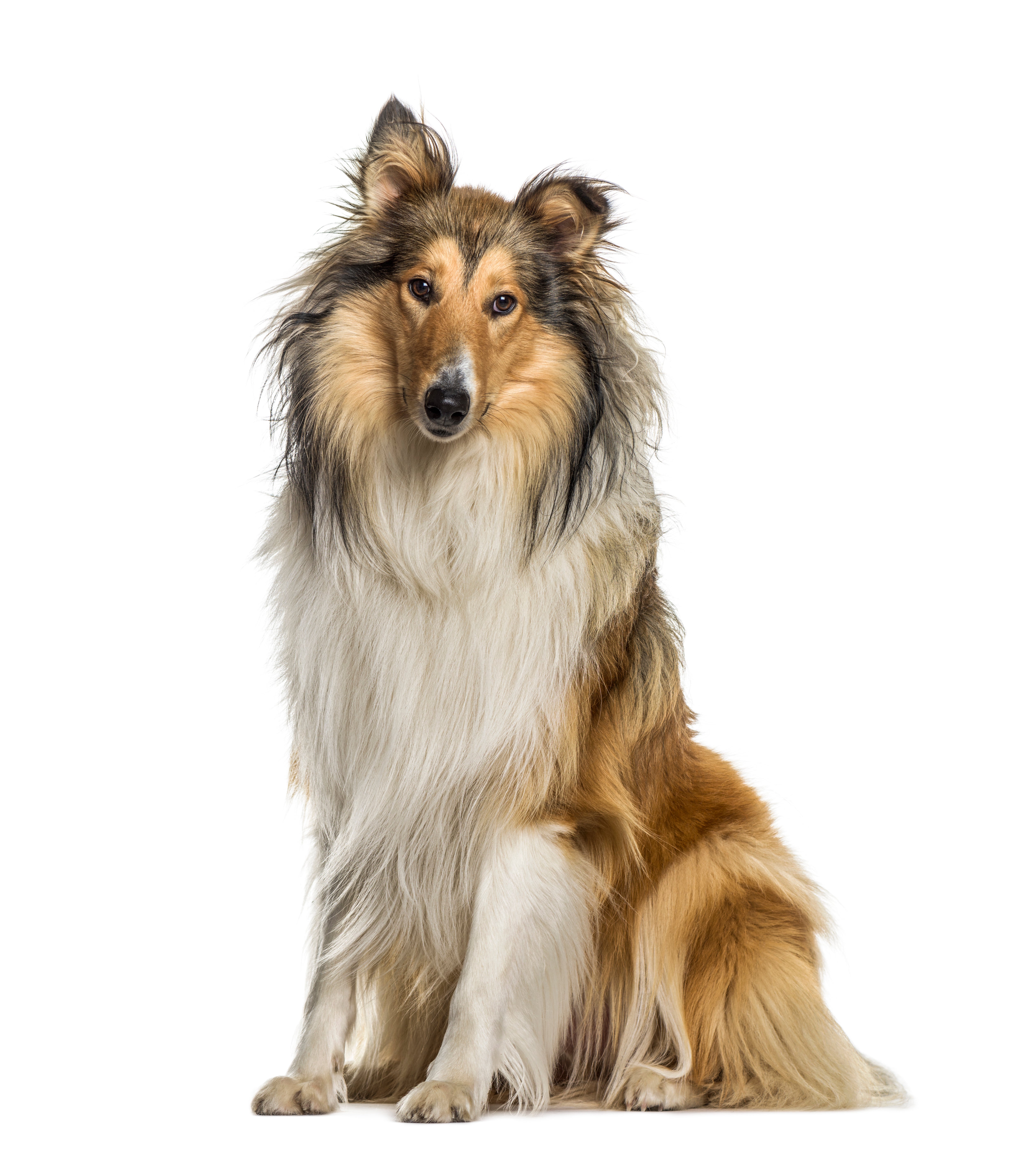 Rough Collies for Adoption in Griffith, Indiana | Petfinder